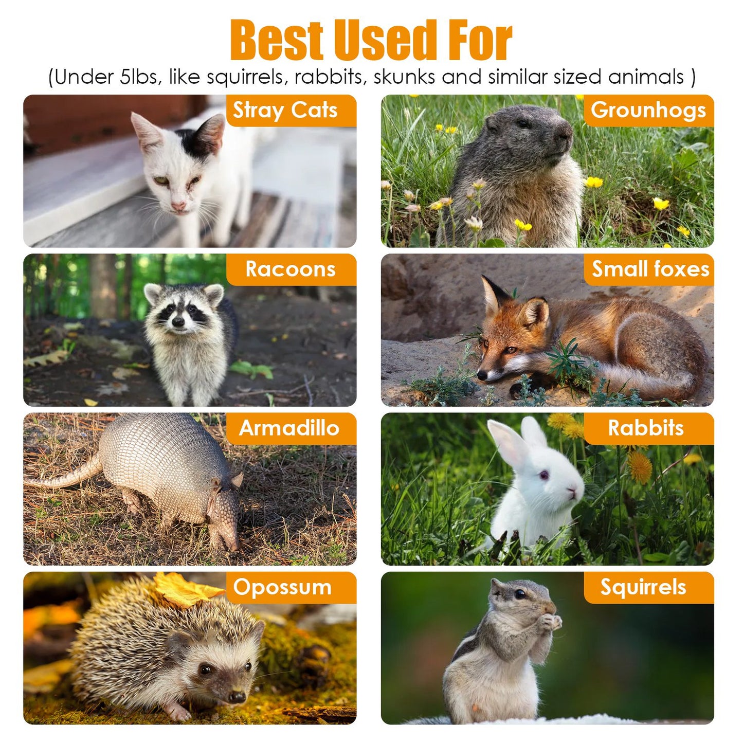 1Pc Humane Cat Trap Cage Catch Release Live Animal Rodent Cage Collapsible Galvanized Wire For Small Raccoons Beavers Groundhogs Foxes Armadillos