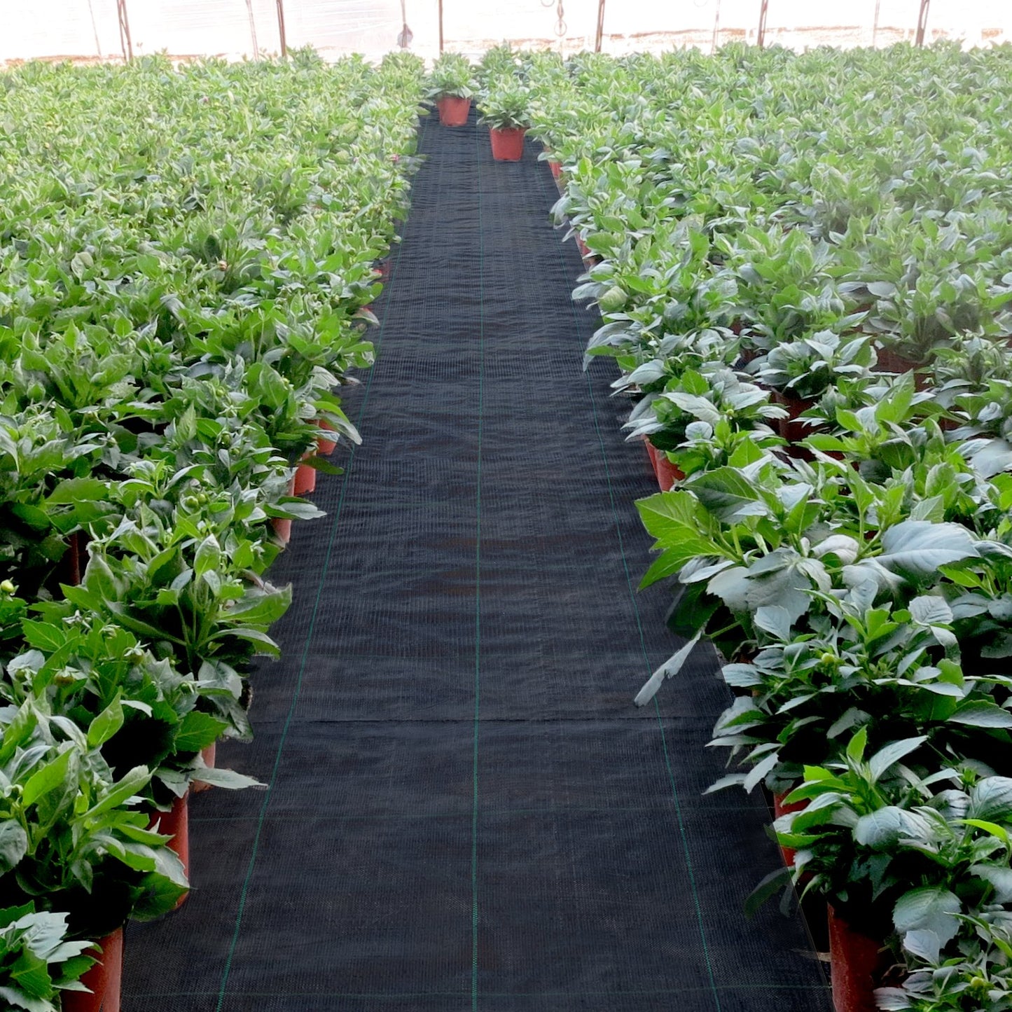 3FTx50FT Premium Weed Barrier Fabric Heavy Duty 5OZ, Woven Weed Control Fabric, High Permeability Good For Flower Bed, Geotextile Fabric For Underlayment, Polyethylene Ground Cover